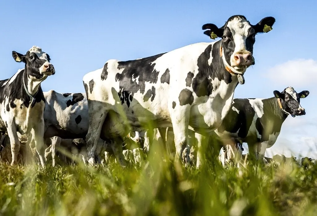 दुनिया: चीन ने बनाए 'सुपर काउ' के 3 क्लोन, देती हैं 100 टन दूध, पैदा करेगा 1000 ऐसी और गायें