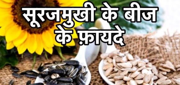 Health Tips: सूरजमुखी के बीजों का करें सेवन, सेहत बनाएं स्वस्थ, जानिए गजब के फायदे 