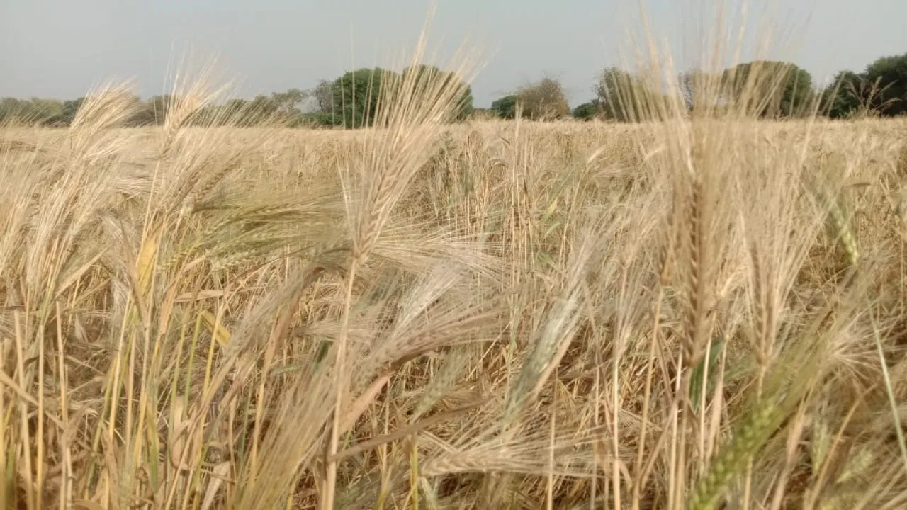 Uttar Pradesh:मार्च महीने में 40 डिग्री पार होगी गर्मी की मार, फसलों को हो सकता है नुकसान