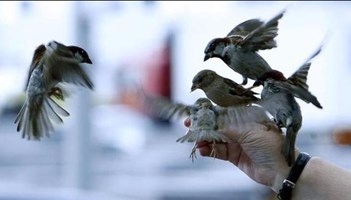 #World Sparrow Day के दिन जानिए आखिर क्यों लुप्त होती जा रहीं हैं गौरैया 