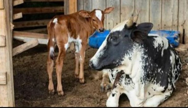 Haryana:करनाल में जन्मी गिर नस्ल की पहली क्लोन बछड़ी, 'गंगा' रखा गया नाम, वजन 32 किलो