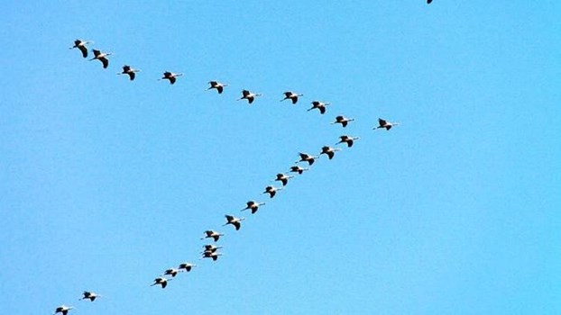 'V' शेप में क्यों उड़ता हैं पक्षियों का झुंड , जानिए क्या कहती है Research