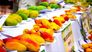 मॉस्को 7 जुलाई से आम महोत्सव का होगा आयोजन, यूपी के आमों का स्वाद लेंगे विदेशी