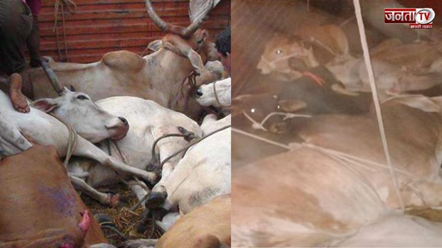Haryana News: भिवानी में गो-तस्करों और पुलिस के बीच मुठभेड़,15 गायों को कराया मुक्त