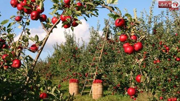  सेब के कम उत्पादन के चलते हिमाचल प्रदेश के बागवानों को 2500 करोड़ रूपए का घाटा