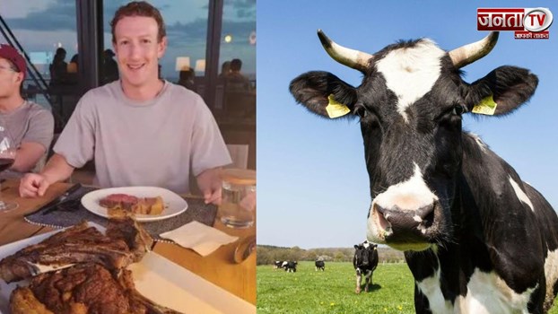  बीफ के लिए गौ-पालन कर रहे हैं मार्क जुकरबर्ग, गायों को ड्राई फ्रूट्स और बीयर का करा रहें हैं सेवन