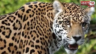 सावधान! देहरादून में बाघ और गुलदार का आतंक, वन विभाग ने तैनात किए 40 बंदूकधारी कर्मचारी