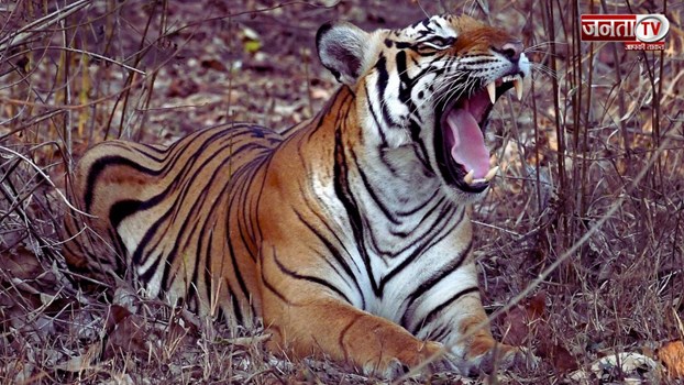 रेवाड़ी में बाघ दिखने से लोगों में फैली दहशत,राजस्थान में पहले ही एक शख्स पर कर चुका है जानलेवा हमला