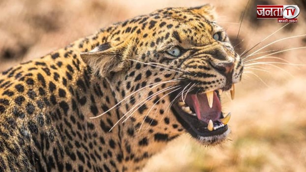 देहरादून के मडारी गांव में गुलदार ने 10 वर्षीय बच्चे को बनाया अपना निवाला, गांव में पसरा मातम