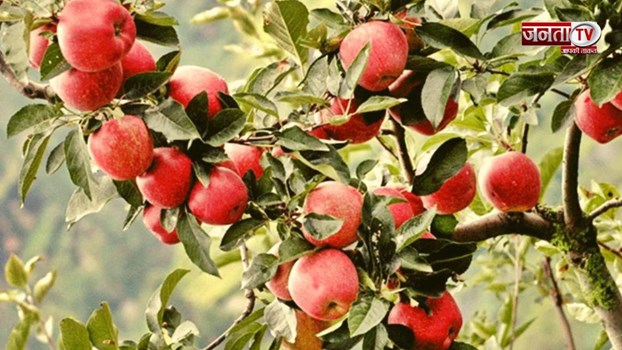 हिमाचल सरकार ने सेब उत्पादकों के लिए बाजार हस्तक्षेप योजना के तहत 153 करोड़ रुपये किए जारी 