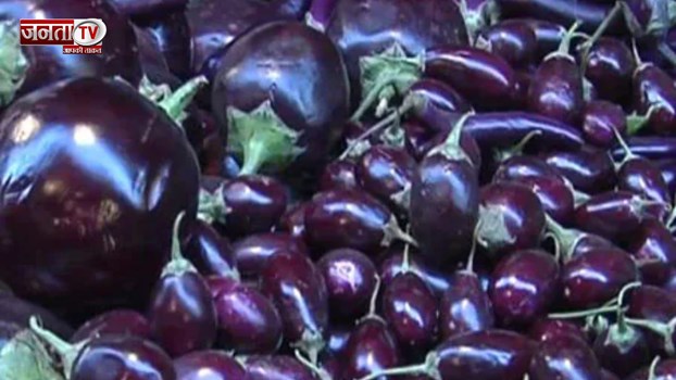 बारिश के दिनों में बैंगन खाना क्या सच में होता है खतरनाक? जान लीजिए जवाब