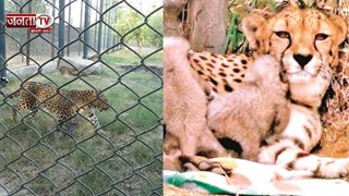 भिवानी जू में खुशियों की गर्जना: शेरनी गीता बनी तीन शावकों की मां; बढ़ा शेरों का कुनबा
