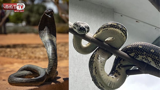 सर्दियों में कहां गायब हो जाते हैं सांप, कैसे बदल जाता है इनका व्यवहार? जानिए 