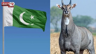 Pak में भारतीय 'नीलगाय' को क्यों मारा गया? 12 लोगों के खिलाफ दर्ज हुआ मुकदमा 