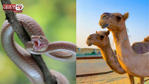 ऊंट को जिंदा सांप क्यों खिलाया जाता है? वजह जानकर रह जाएंगे दंग