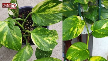 कब और कैसे सुख जाता है money Plant? बचाने के लिए आजमाएं ये आसान तरीके