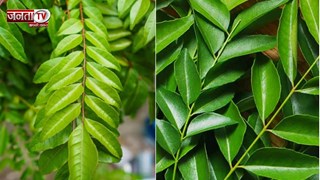 सुबह खाली पेट करी पत्ता चबाने की दाल लें आदत, मिलेंगे ये गजब के चमत्कारी फायद