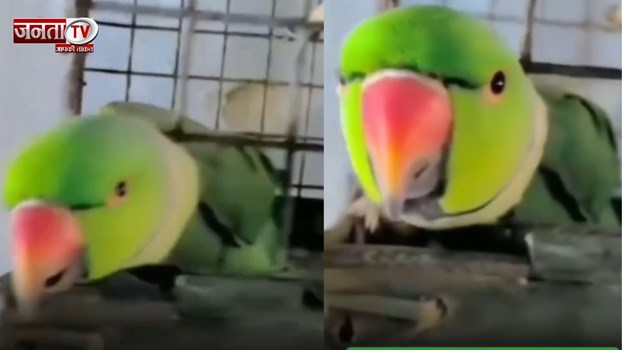 'टमाटर नहीं दिया तो...', मालिक को तोते ने दी धमकी, वायरल हो रहा Video