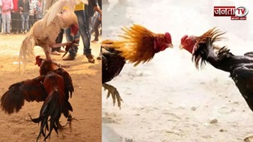 शख्स ने मुर्गे को खिलाया सूखा मेवा, बदले में जिताए 1.53 करोड़ रुपए, जानिए क्या है पूरा मामला?