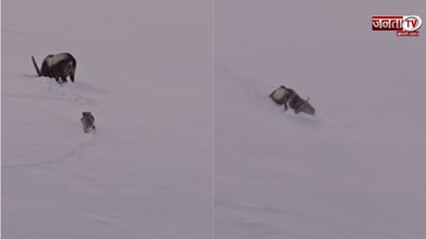 Video: शिकार का खौफनाक मंजर, जब भूखे तेंदुए ने आईबैक्स पर किया हमला, आगे जो हुआ... 