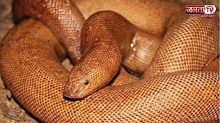 25 करोड़ में बिकता है ये सांप! विदेशों में होती है भारी डिमांड,वजह जानकर हो जाएंगे हैरान