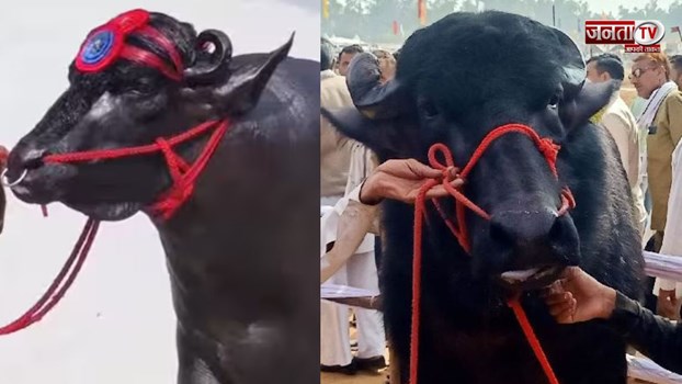 लक्जरी कार से भी महंगा है ये पानीपत का भैंसा, कीमत जानकर हो जाएंगे हैरान, सीएम ने भी की सराहना 