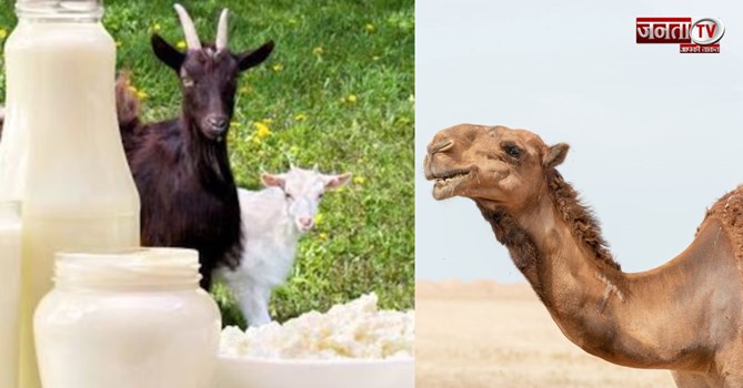 बकरी vs ऊंटनी का दूध, कौन देगा शरीर को असली फायदा? जानिए 