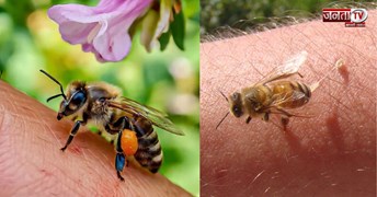 मधुमक्खी काट ले तो कैसे निकाले डंक?, कैसे करें इलाज ? जानिए ये है साधारण तरीका 