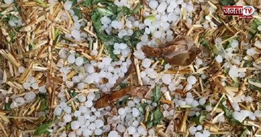 Hisar और प्रदेश के अन्य जिलों में फसलों पर पड़ी बारिश, ओलावृष्टि की मार