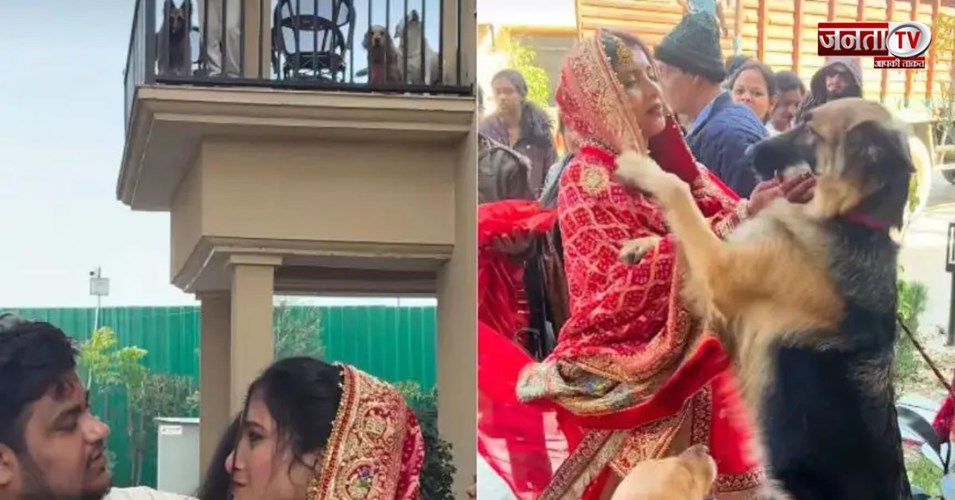 Viral Video: विदाई में दुल्हन को पालतू कुत्तों ने रोका, इमोशनल पल देख भर आएंगी आंखें