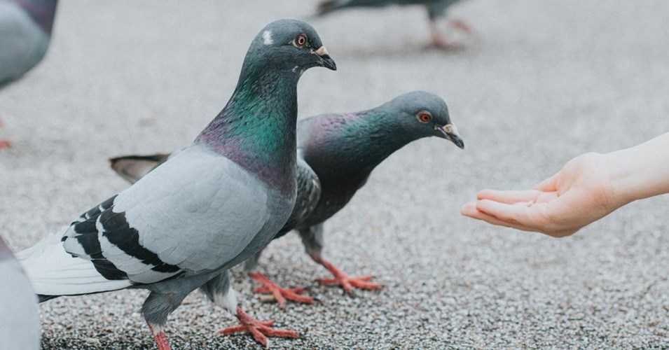 कबूतरों को दाना खिलाने पर क्यों लगता है जुर्माना? जानिए इसको लेकर क्या कहता है कानून? 