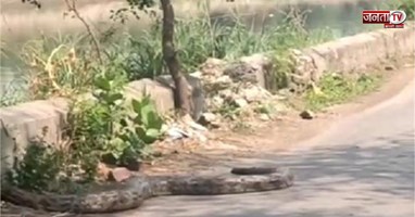 फरीदाबाद में आगरा नहर किनारे रेंगते हुए दिखा 12 फीट का लंबा अजगर, राहगीरों के उड़े होश