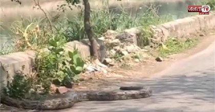 फरीदाबाद में आगरा नहर किनारे रेंगते हुए दिखा 12 फीट का लंबा अजगर, राहगीरों के उड़े होश