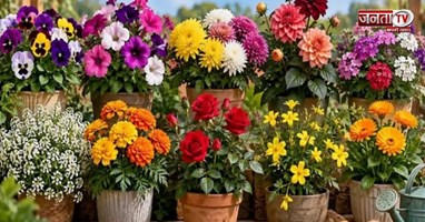 अक्टूबर में जरूर लगाएं ये 5 फूल, सर्दियों में खूबसूरत फूलों से खिल उठेगा बगीचा