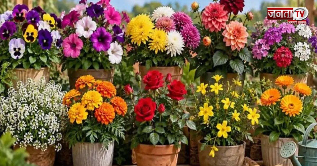 अक्टूबर में जरूर लगाएं ये 5 फूल, सर्दियों में खूबसूरत फूलों से खिल उठेगा बगीचा