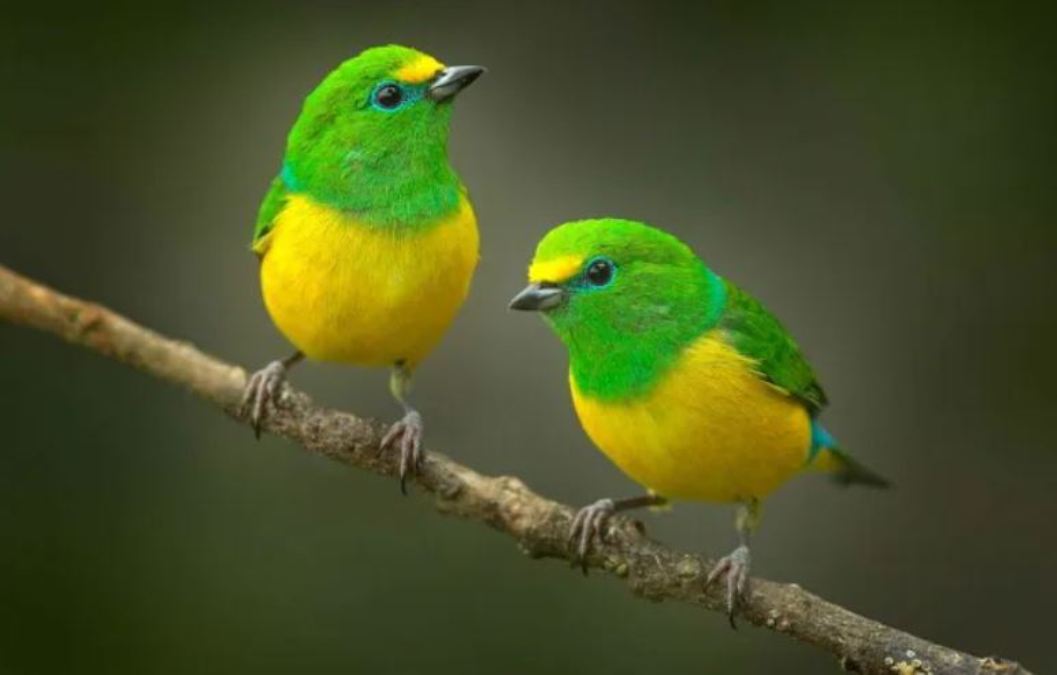 इन जगहों पर देखने को मिलेंगे रंग-बिरंगे खुबसूरत पक्षी