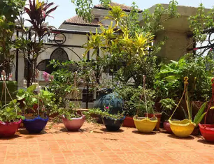नवरात्रि के दिनों में घर में लगाएं ये पौधे, घर में बढ़ेगी बरकत