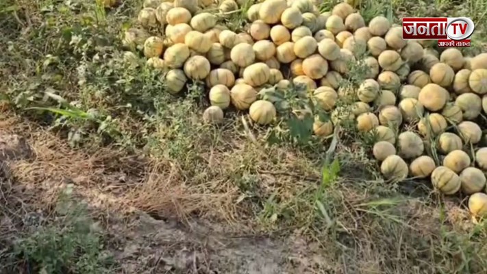 PHOTOS: मिश्री से भी मीठा है यहां का खरबूज, नाम है मधु रस